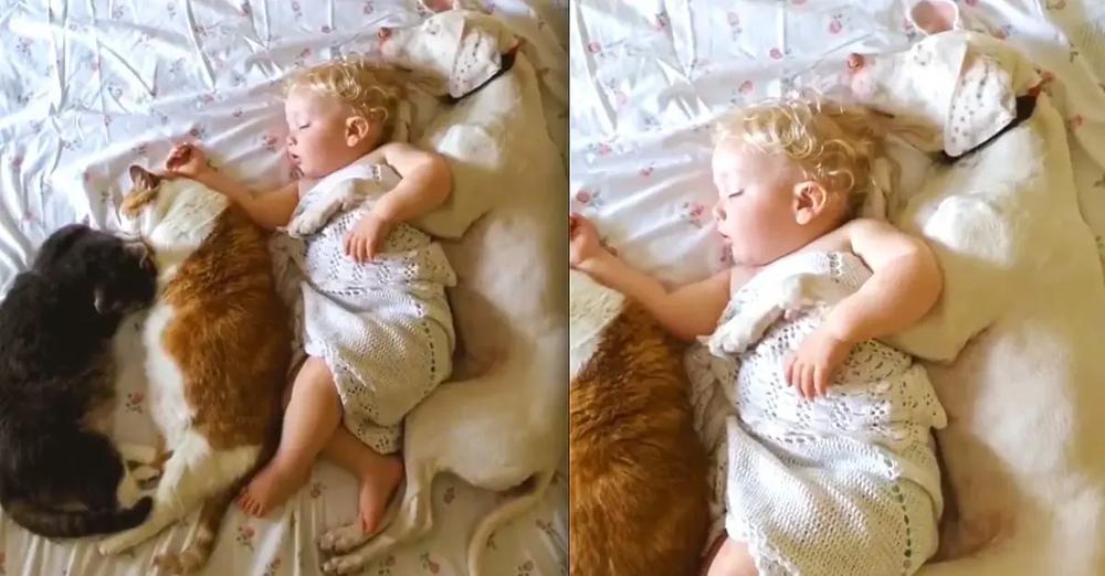 Dog, Cat, and Baby All Cuddle Together for a Nap with a Sweet Lullaby