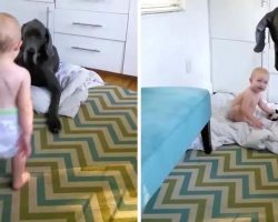 Bossy Toddler Teaches Great Dane Who’s In Charge