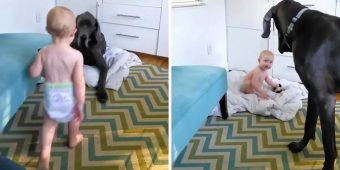 Bossy Toddler Teaches Great Dane Who’s In Charge
