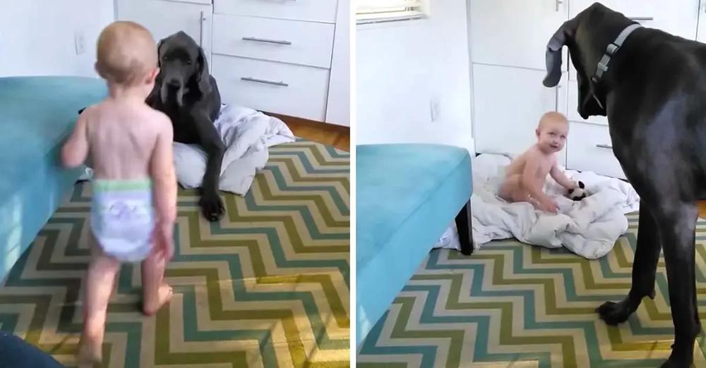 Bossy Toddler Teaches Great Dane Who’s In Charge