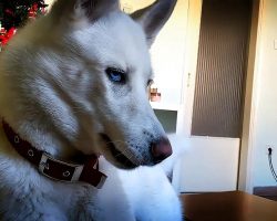 Bossy Husky Gets Furious When Owner Steals Her Spot