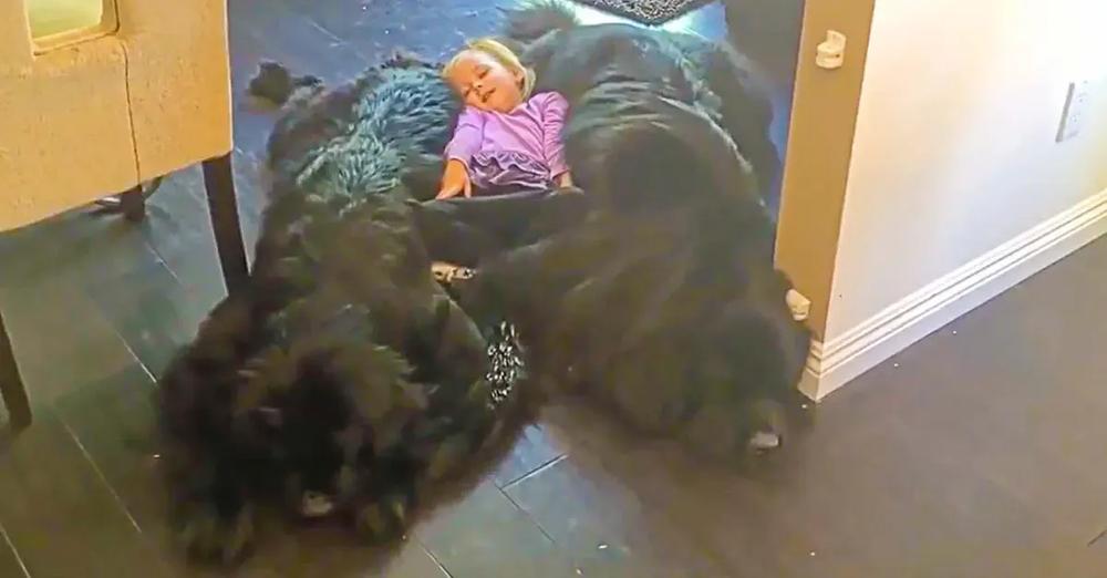 Little Girl Lies On Her Dream Bed Of Giant Puppies