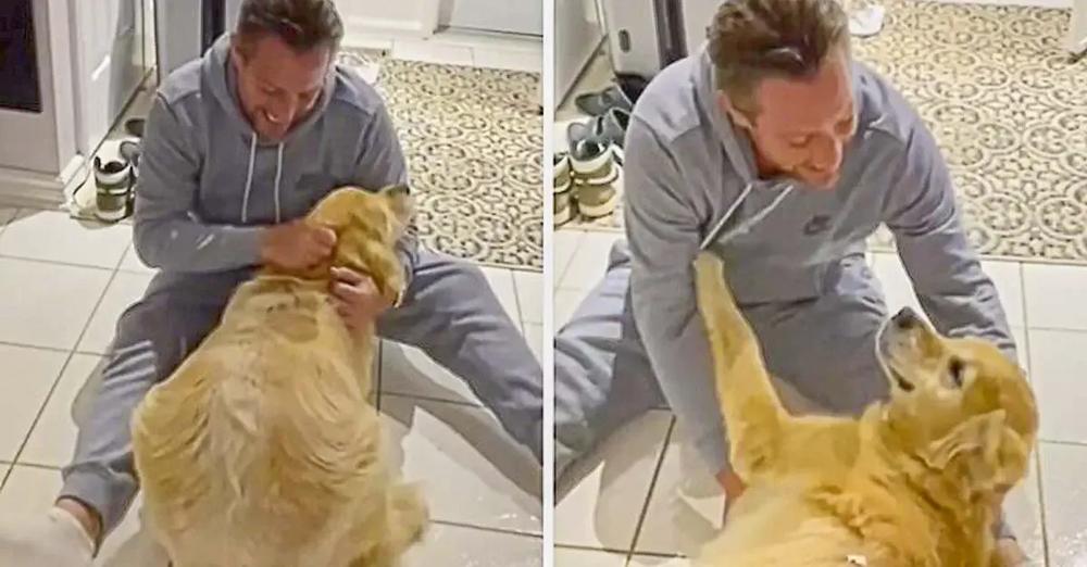 Ecstatic Dog Emotionally Reunited With Owner After Ten Months Away