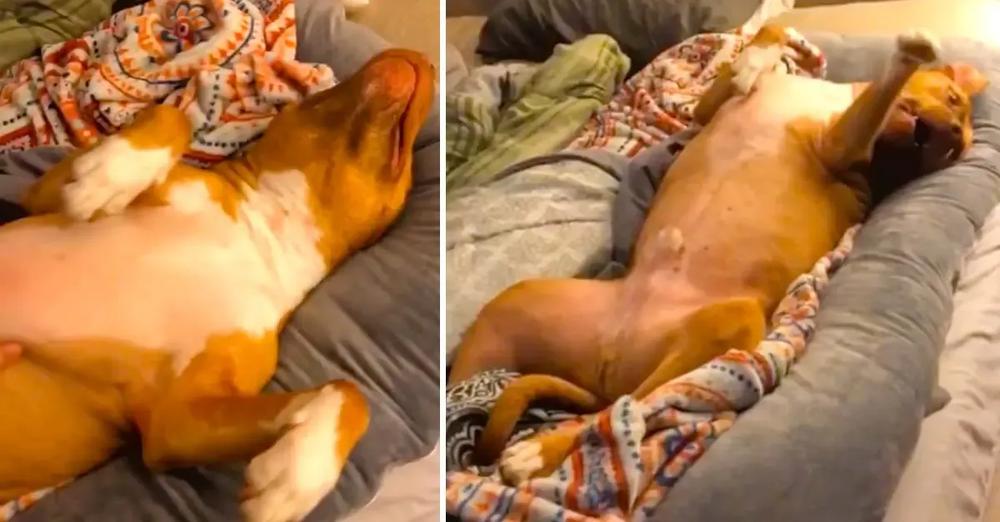 Dog Thinks Maternity Pillow Is His New Bed