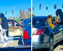 Driver Waiting At Red Light Takes Puppy Over To Meet Dog And Exchange Kisses