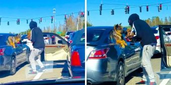 Driver Waiting At Red Light Takes Puppy Over To Meet Dog And Exchange Kisses