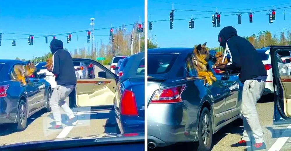 Driver Waiting At Red Light Takes Puppy Over To Meet Dog And Exchange Kisses