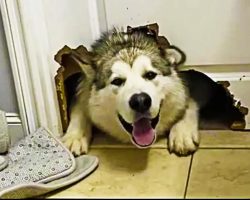 Dog Makes Giant Hole In Door To Be Closer To Owner