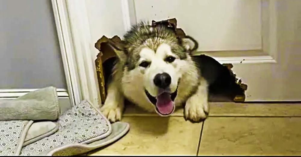 Dog Makes Giant Hole In Door To Be Closer To Owner