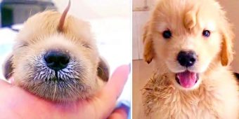 Golden Retriever Born With Tail On Its Head Is The Happiest Unicorn Puppy Ever