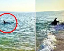 Dolphin Swims Close To Shore And Plays With Dog