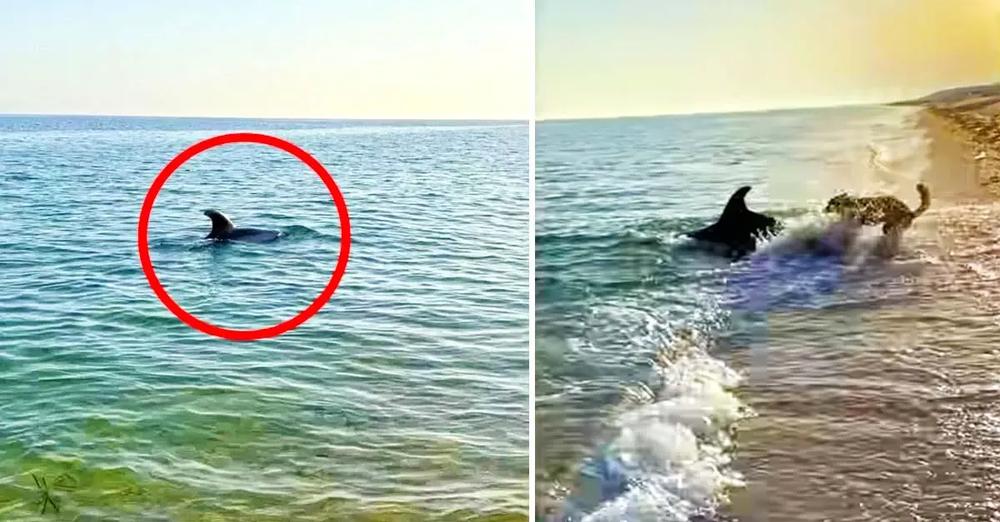 Dolphin Swims Close To Shore And Plays With Dog