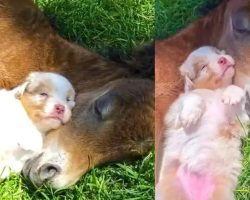 Puppy Adorably Naps Alongside Foal