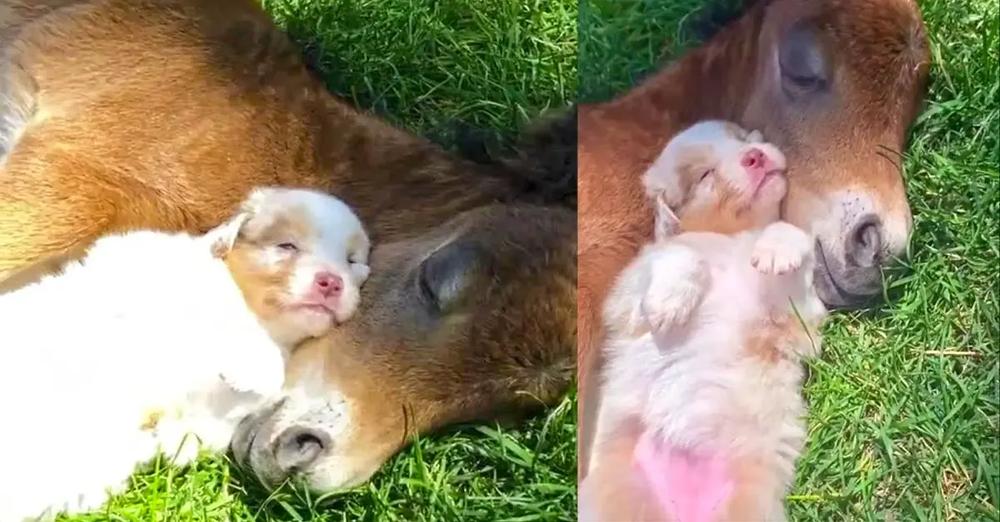 Puppy Adorably Naps Alongside Foal