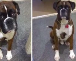Boxer Dog Hates Bath Time, Pretends To Be Too Tired
