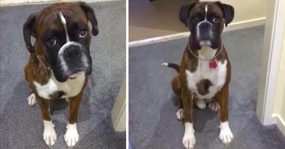 Boxer Dog Hates Bath Time, Pretends To Be Too Tired