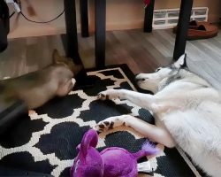 Husky Upset That Puppy Is Sleeping, Throws Temper Tantrum
