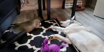 Husky Upset That Puppy Is Sleeping, Throws Temper Tantrum