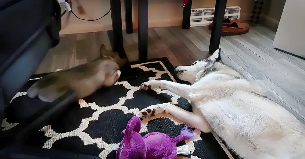 Husky Upset That Puppy Is Sleeping, Throws Temper Tantrum