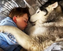 Husky Refuses To Get Out Of Babies Bed Then Falls Asleep Cuddling Him