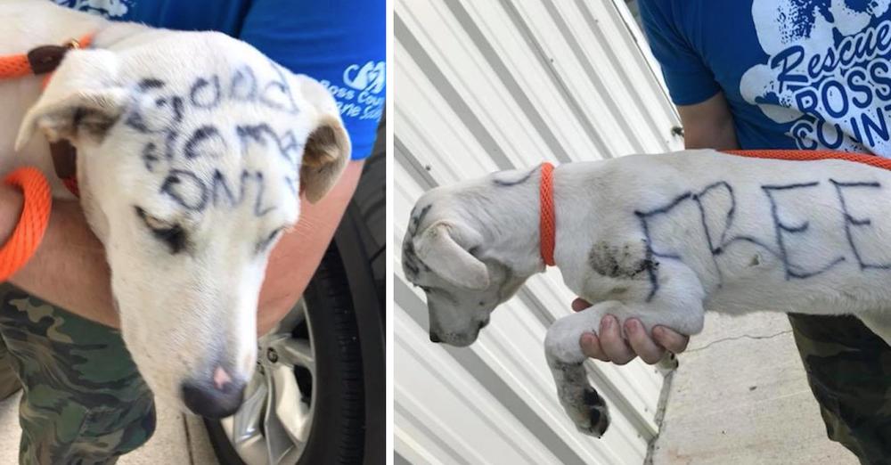 Puppy Found Dumped At The Park With The Saddest Messages Written On Her Fur