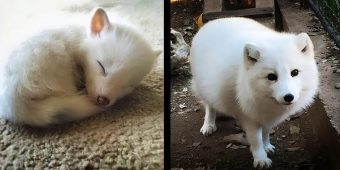 Woman Raises A ‘Puppy’ For Over A Year, Turns Out To Be A White Fox