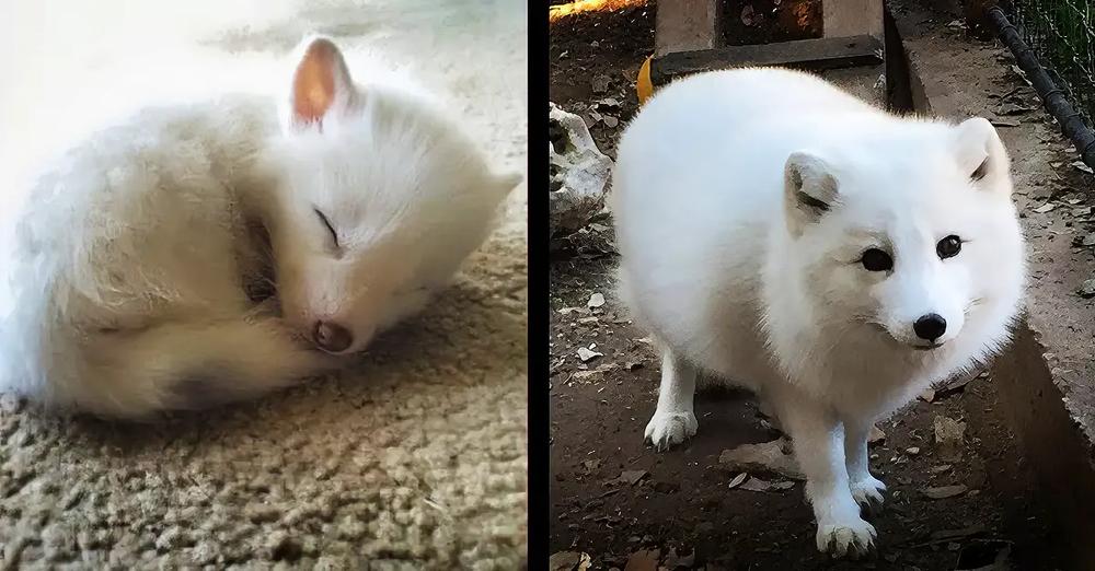 Woman Raises A ‘Puppy’ For Over A Year, Turns Out To Be A White Fox