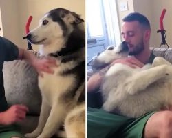 Needy Husky Demands a Lot of Love from Owner