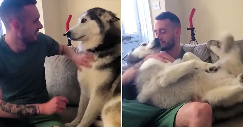 Needy Husky Demands a Lot of Love from Owner