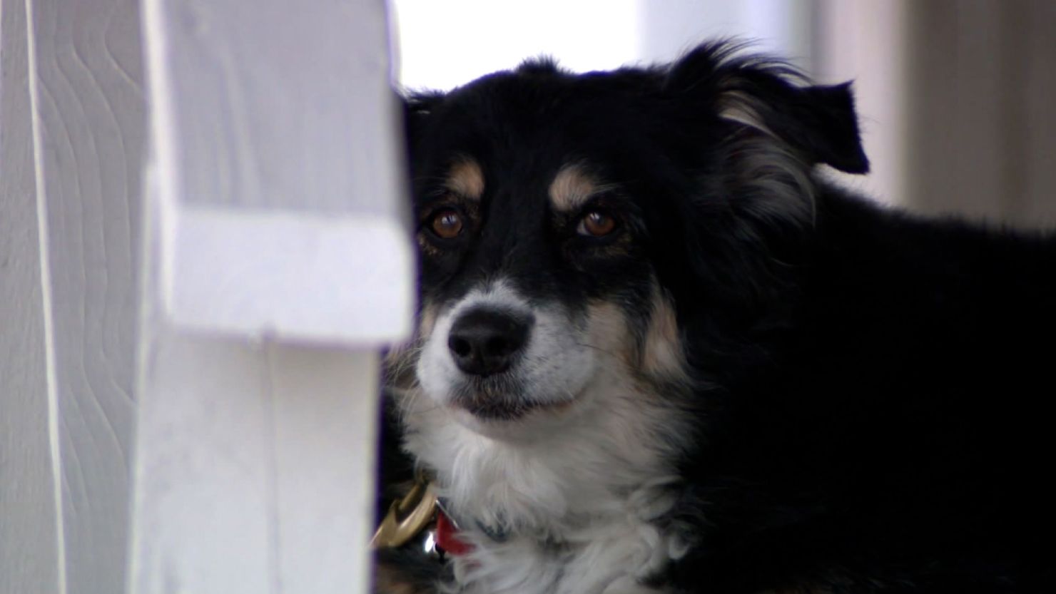 Border collie inherits $5 million from owner’s will after he dies