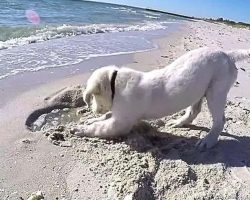 Puppy Digs Hole In Sand, Gets Angry When The Ocean Fills It Up Again
