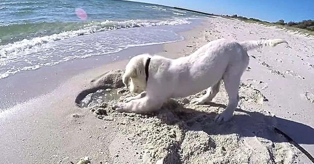 Puppy Digs Hole In Sand, Gets Angry When The Ocean Fills It Up Again