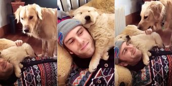 Dog Is Completely Jealous Of A New Puppy Addition