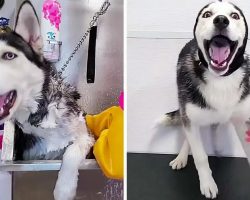 Dramatic Husky Throws A Temper Tantrum At The Groomers