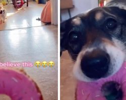 Dog Helps Disabled Cat Friend By Grabbing His Toy For Him