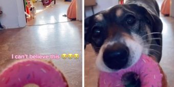 Dog Helps Disabled Cat Friend By Grabbing His Toy For Him