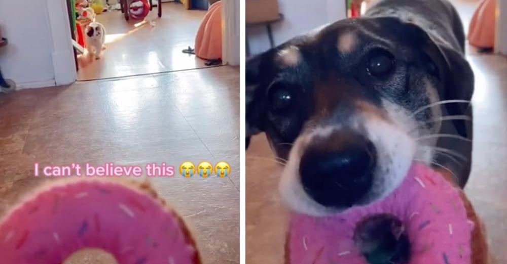 Dog Helps Disabled Cat Friend By Grabbing His Toy For Him