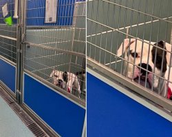 Sad Dog Left At Adoption Event Realizes He Was The Only One Who Didn’t Get Adopted