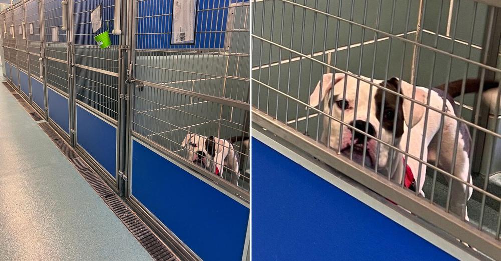 Sad Dog Left At Adoption Event Realizes He Was The Only One Who Didn’t Get Adopted