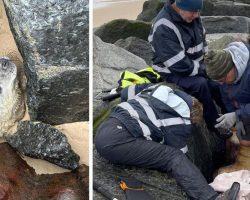 Woman walking along beach hears cry for help, when she looks down she spots a face in the sand