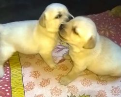 Puppies Are Play Fighting But Mom Knows How To Stop Them