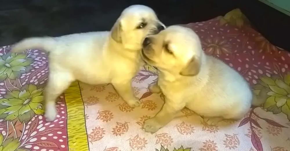Puppies Are Play Fighting But Mom Knows How To Stop Them