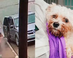 Dog was heartlessly abandoned in the rain — but now she’s getting a new start