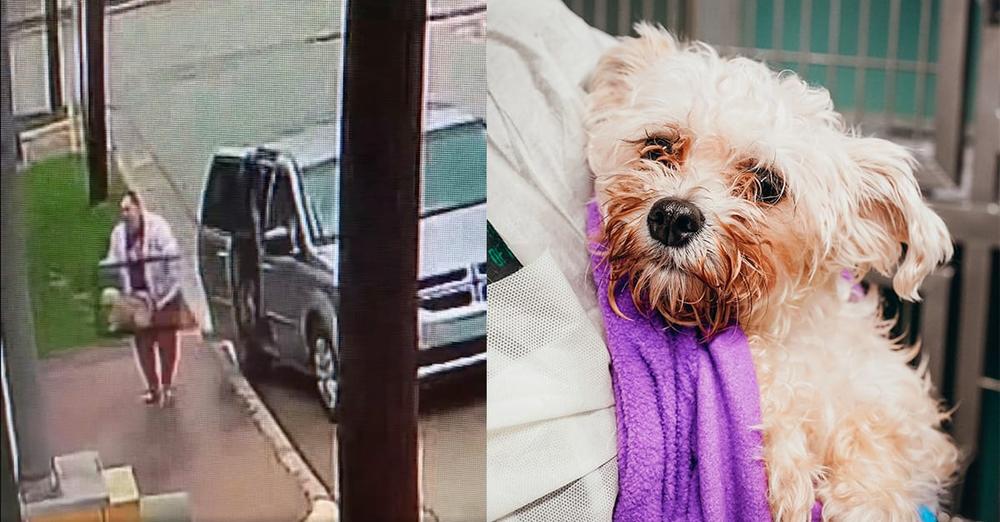 Dog was heartlessly abandoned in the rain — but now she’s getting a new start