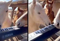 Talented Horses Gather Around The Keyboard To Jam Together