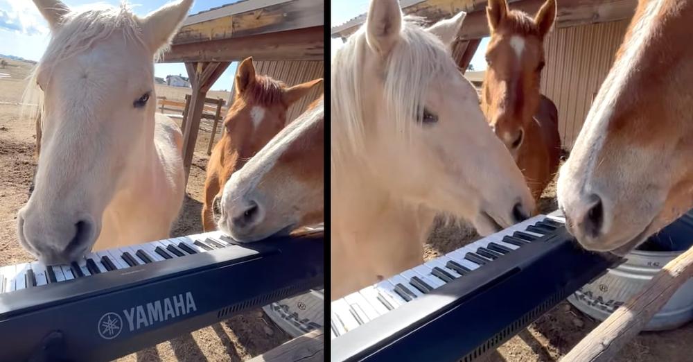 Talented Horses Gather Around The Keyboard To Jam Together