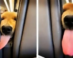 Puppy Gets Bored On The Flight And Decides To Entertain The Passengers Behind Him