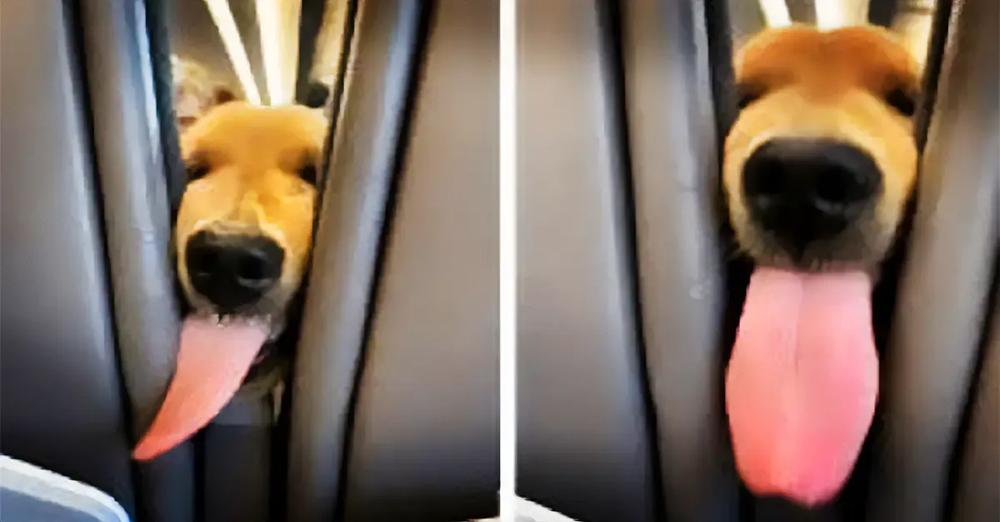 Puppy Gets Bored On The Flight And Decides To Entertain The Passengers Behind Him
