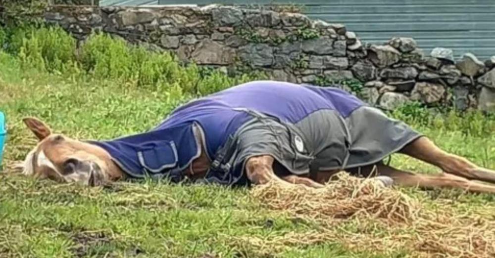 “Incredibly lazy” horse named Custard naps so much that people think he’s dead, owner writes in hilarious viral post