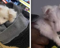 Woman Finds Dumped Blind and Deaf Puppy Shivering in Parking Lot